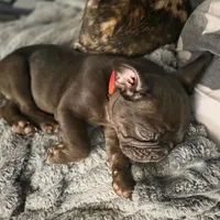 Bear, a male French Bulldog for sale in Lincolnton, NC – 4 of 7