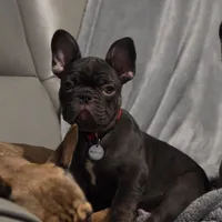 Bear, a male French Bulldog for sale in Lincolnton, NC – 1 of 7