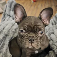 Bear, a male French Bulldog for sale in Lincolnton, NC – 2 of 7