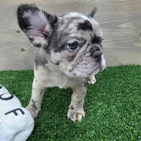 Bailey, a female French Bulldog for sale in Lincolnton, NC – 2 of 5