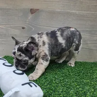 Bailey, a female French Bulldog for sale in Lincolnton, NC – 3 of 5