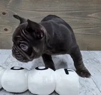 Bear, a male French Bulldog for sale in Lincolnton, NC – 2 of 5