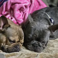 Blossom, a female French Bulldog for sale in Lincolnton, NC – 4 of 4