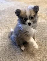 Snow Flake , a male Pomeranian for sale in Las Vegas, NV – 2 of 4