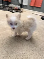 Snow Flake , a male Pomeranian for sale in Las Vegas, NV – 4 of 4