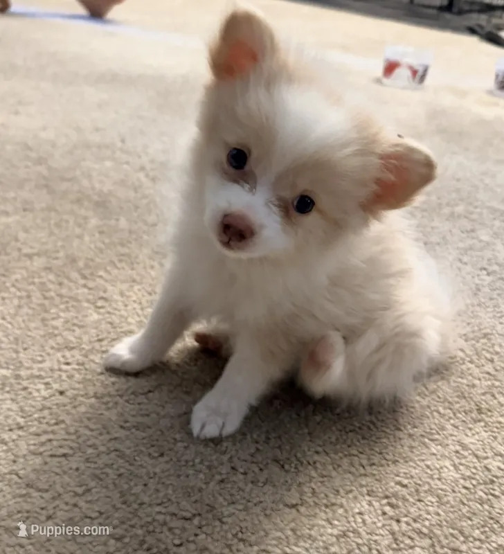 Snow Flake  – Pomeranian puppy for sale in Las Vegas, NV