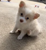 Snow Flake , a male Pomeranian for sale in Las Vegas, NV – 1 of 4