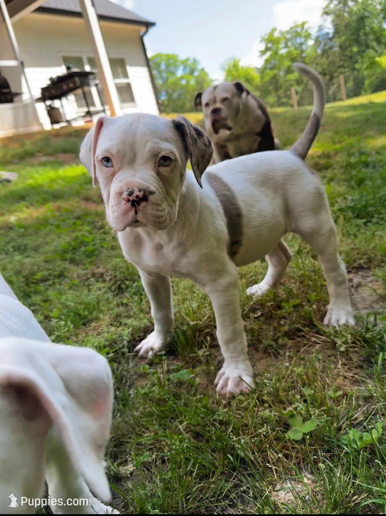 Hank, a male Alapaha Blue Blood Bulldog for sale in Covington, GA – 1 of 10