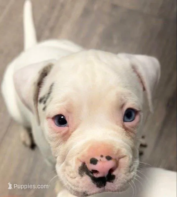 GCB's Frank the Tank – Alapaha Blue Blood Bulldog puppy for sale in Covington, GA