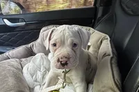GCB's Frank the Tank, a male Alapaha Blue Blood Bulldog for sale in Covington, GA – Photo 2 of 10