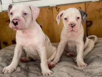 Frank , a male Alapaha Blue Blood Bulldog for sale in Covington, GA – 3 of 10