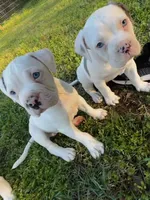 GCB's Frank the Tank, a male Alapaha Blue Blood Bulldog for sale in Covington, GA – Photo 9 of 10
