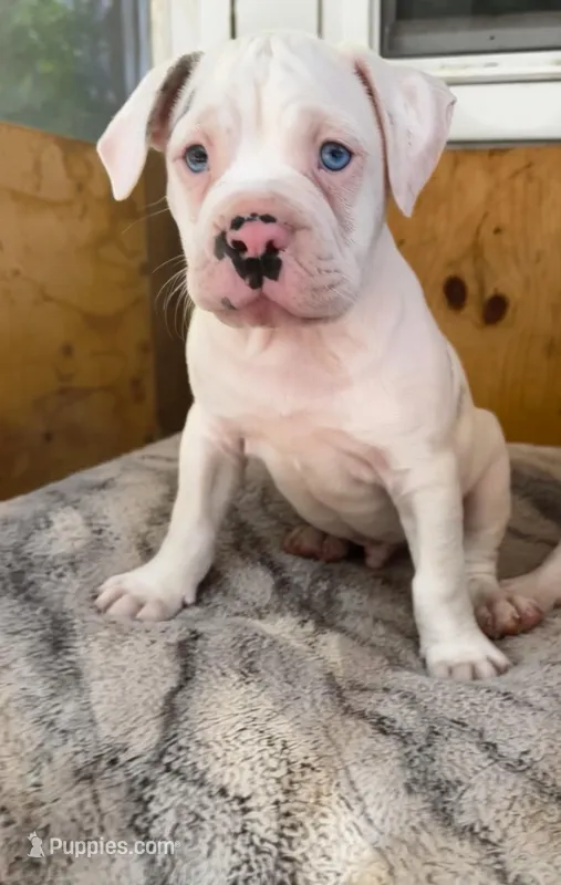 Frank  – Alapaha Blue Blood Bulldog puppy for sale in Covington, GA