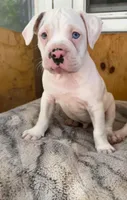 Frank , a male Alapaha Blue Blood Bulldog for sale in Covington, GA – 1 of 10