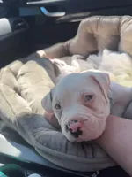 GCB's Frank the Tank, a male Alapaha Blue Blood Bulldog for sale in Covington, GA – Photo 4 of 10