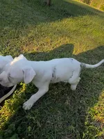 GCB's Frank the Tank, a male Alapaha Blue Blood Bulldog for sale in Covington, GA – Photo 5 of 10