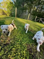 GCB's Frank the Tank, a male Alapaha Blue Blood Bulldog for sale in Covington, GA – Photo 10 of 10