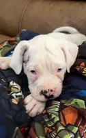 Frank , a male Alapaha Blue Blood Bulldog for sale in Covington, GA – 2 of 10