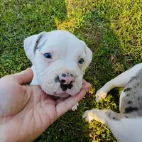 GCB's Frank the Tank, a male Alapaha Blue Blood Bulldog for sale in Covington, GA – Photo 6 of 10