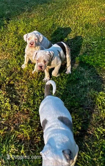 GCB's Frank the Tank, a male Alapaha Blue Blood Bulldog for sale in Covington, GA – Photo 7 of 10