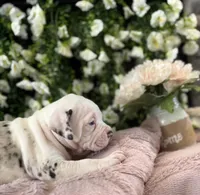 GCB’s Left-Eye , a female Alapaha Blue Blood Bulldog for sale in Covington, GA – Photo 3 of 4