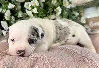 GCB’s Left-Eye , a female Alapaha Blue Blood Bulldog for sale in Covington, GA – Photo 2 of 4