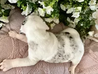 GCB’s Left-Eye , a female Alapaha Blue Blood Bulldog for sale in Covington, GA – Photo 4 of 4