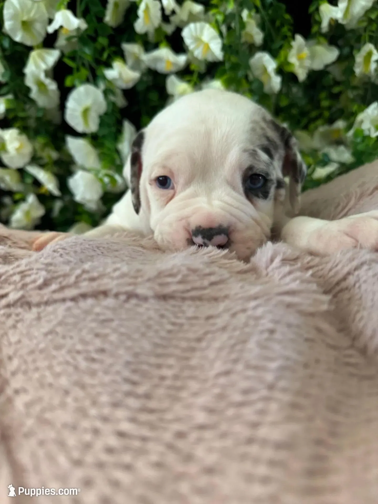 GCB’s Left-Eye  – Alapaha Blue Blood Bulldog puppy for sale in Covington, GA
