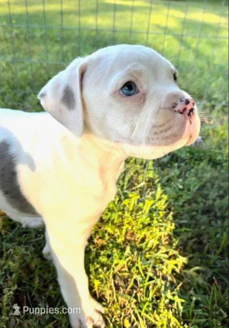 GCB's Hank, a male Alapaha Blue Blood Bulldog for sale in Covington, GA – Photo 1 of 9