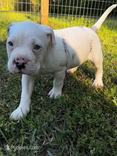 GCB's Frank the Tank, a male Alapaha Blue Blood Bulldog for sale in Covington, GA – Photo 3 of 10