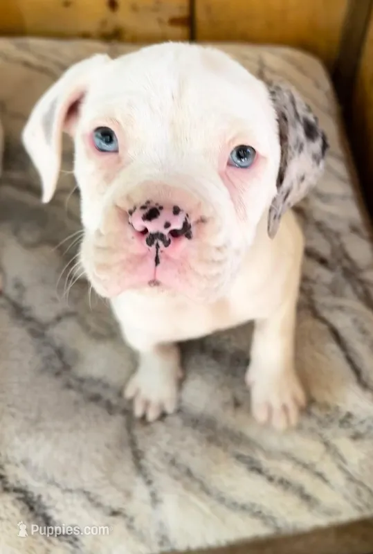 Hank – Alapaha Blue Blood Bulldog puppy for sale in Covington, GA