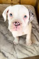 Hank, a male Alapaha Blue Blood Bulldog for sale in Covington, GA – 4 of 10