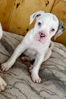 Hank, a male Alapaha Blue Blood Bulldog for sale in Covington, GA – 5 of 10