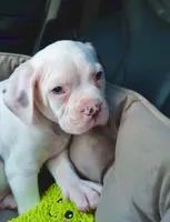 GCB's Hank, a male Alapaha Blue Blood Bulldog for sale in Covington, GA – Photo 2 of 9