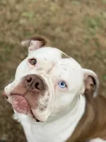 Hank, a male Alapaha Blue Blood Bulldog for sale in Covington, GA – 9 of 10