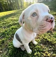 GCB's Hank, a male Alapaha Blue Blood Bulldog for sale in Covington, GA – Photo 8 of 9
