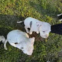 GCB's Hank, a male Alapaha Blue Blood Bulldog for sale in Covington, GA – Photo 4 of 9