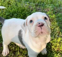 GCB's Hank, a male Alapaha Blue Blood Bulldog for sale in Covington, GA – Photo 6 of 9