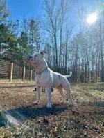 Hank, a male Alapaha Blue Blood Bulldog for sale in Covington, GA – 10 of 10