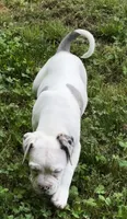 Hank, a male Alapaha Blue Blood Bulldog for sale in Covington, GA – 3 of 10