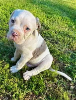 GCB's Hank, a male Alapaha Blue Blood Bulldog for sale in Covington, GA – Photo 5 of 9