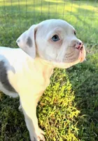 Hank, a male Alapaha Blue Blood Bulldog for sale in Covington, GA – 7 of 10