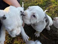GCB's Hank, a male Alapaha Blue Blood Bulldog for sale in Covington, GA – Photo 3 of 9