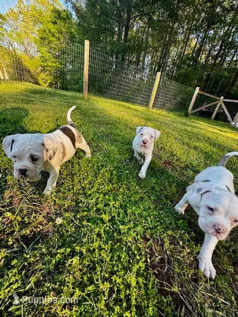 GCB's Hank, a male Alapaha Blue Blood Bulldog for sale in Covington, GA – Photo 9 of 9