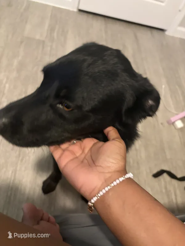 Ace – Labrador Retriever puppy for sale in Aubrey, TX