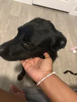 Ace, a male Labrador Retriever for sale in Aubrey, TX – 1 of 4