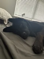 Ace, a male Labrador Retriever for sale in Aubrey, TX – 4 of 4