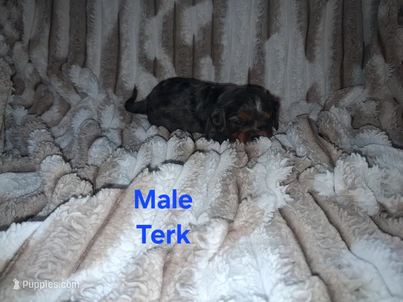 Terk – Cavalier King Charles Spaniel puppy for sale in Mountain Home, AR