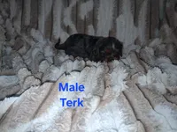 Terk, a male Cavalier King Charles Spaniel for sale in Mountain Home, AR – 1 of 3