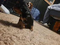 Sebastin, a male Cavalier King Charles Spaniel for sale in Mountain Home, AR – Photo 3 of 6